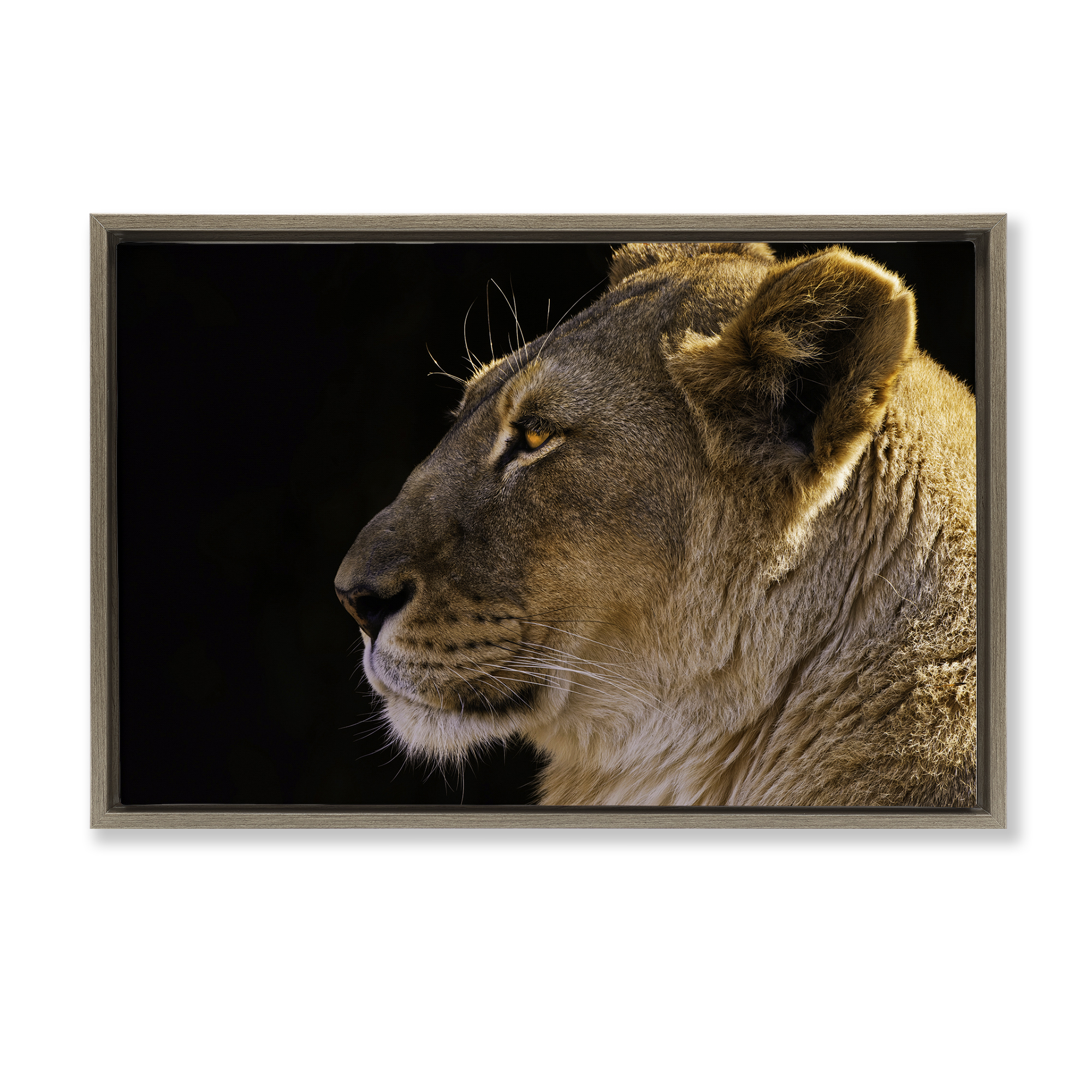 Stupell Industries Fierce Lion Looking Left Animals Photography Brown Floater Framed Canvas Art Print Wall Art, 31 x 21