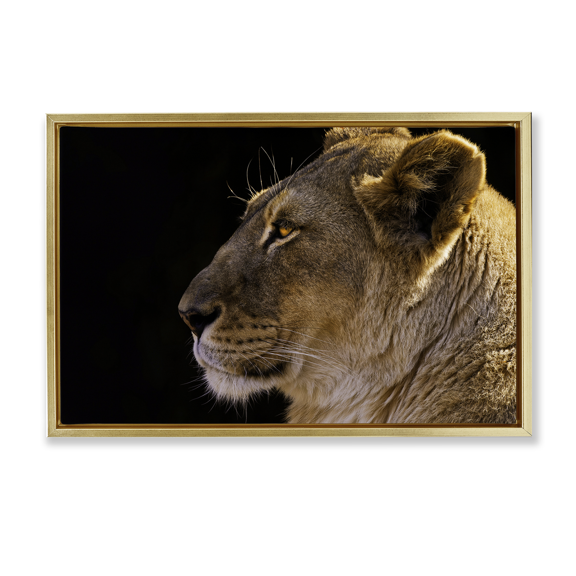 Stupell Industries Fierce Lion Looking Left Animals Photography Gold Floater Framed Canvas Art Print Wall Art, 31 x 21