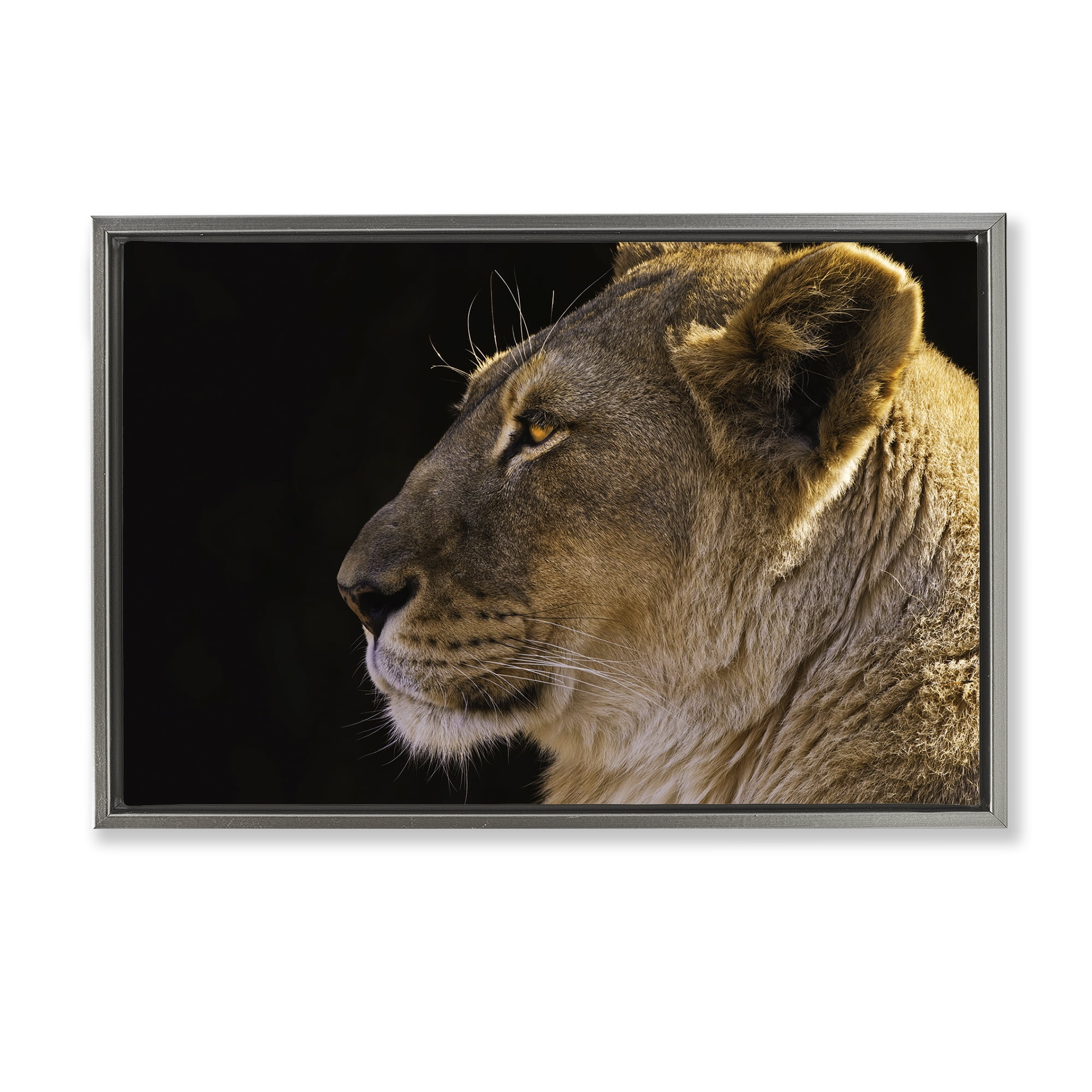Stupell Industries Fierce Lion Looking Left Animals Photography Gray Floater Framed Canvas Art Print Wall Art, 25 x 17