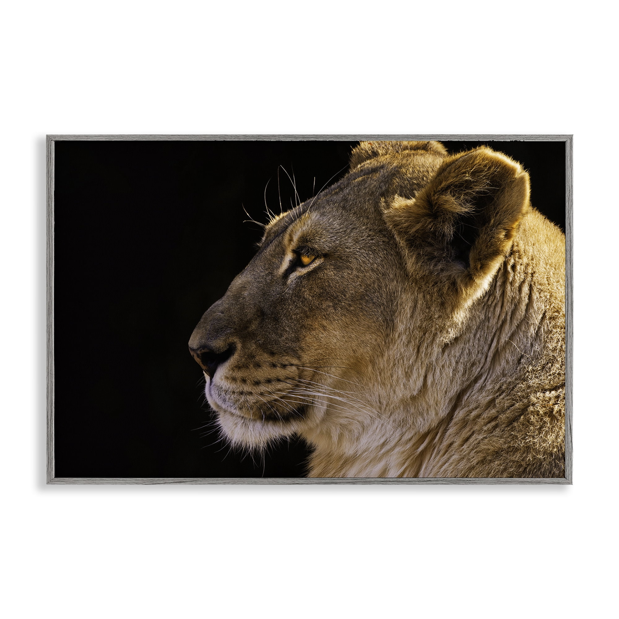 Stupell Industries Fierce Lion Looking Left Animals Photography Gray Framed Art Print Wall Art, 30 x 20
