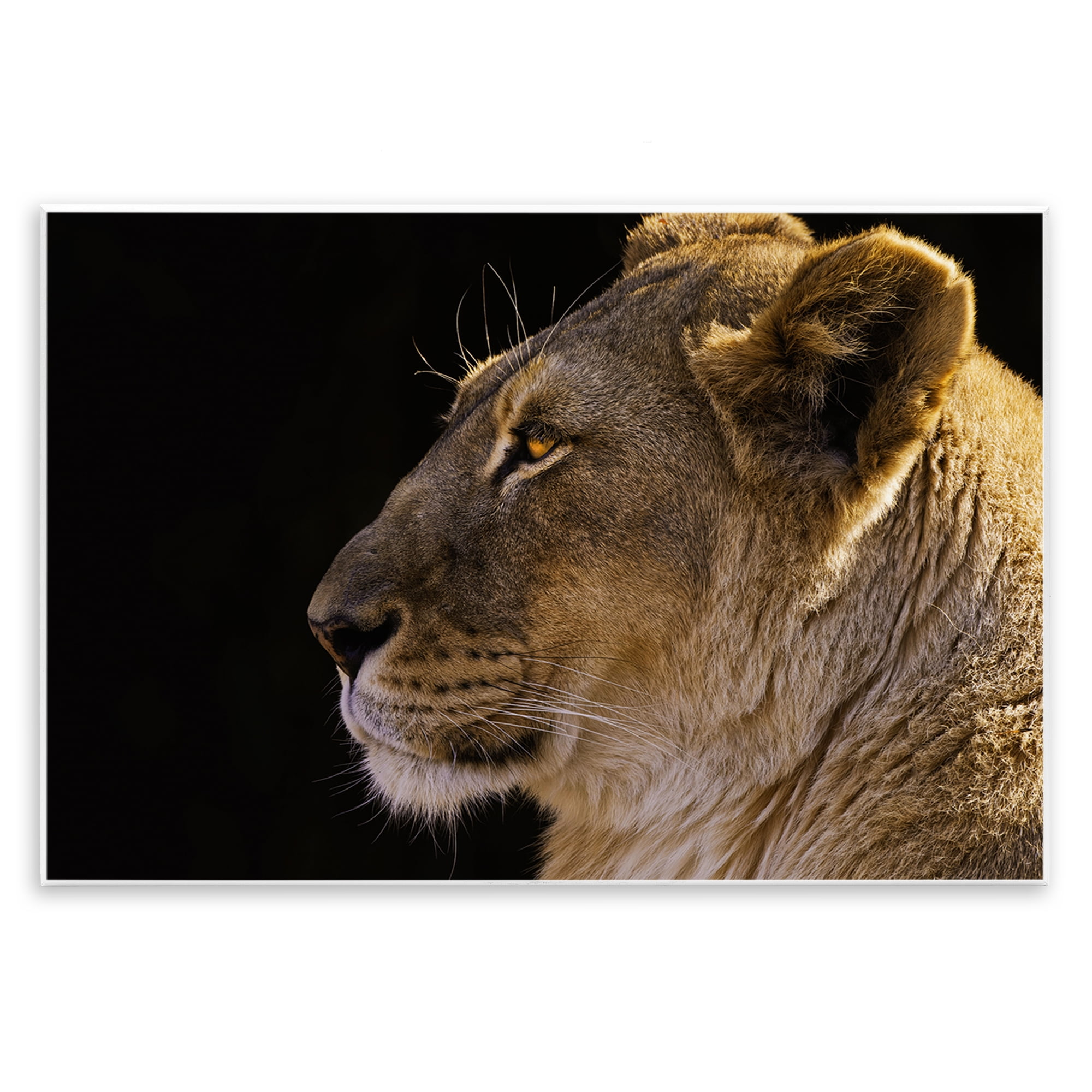 Stupell Industries Fierce Lion Looking Left Animals Photography Unframed Art Print Wall Art, 15 x 10