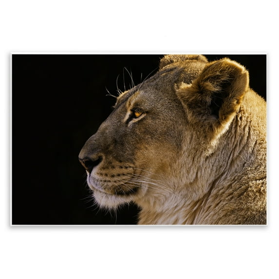 Stupell Industries Fierce Lion Looking Left Animals Photography Unframed Art Print Wall Art, 19 x 13