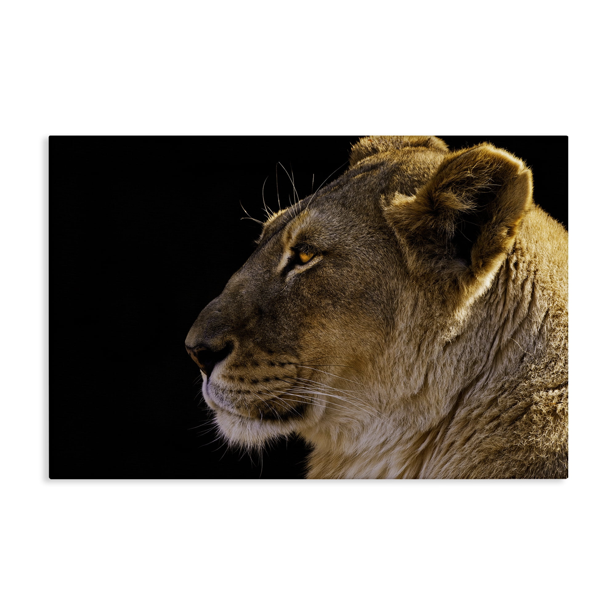 Stupell Industries Fierce Lion Looking Left Animals Photography Wrapped Canvas Art Print Wall Art, 30 x 20