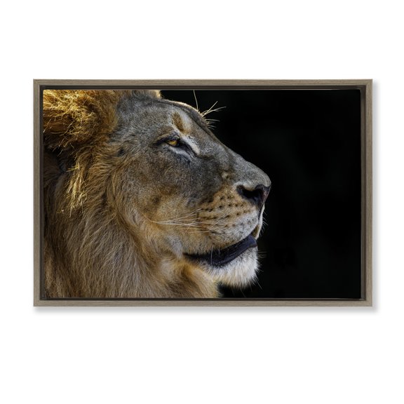 Stupell Industries Fierce Lion Looking Right Animals Photography Brown Floater Framed Canvas Art Print Wall Art, 25 x 17