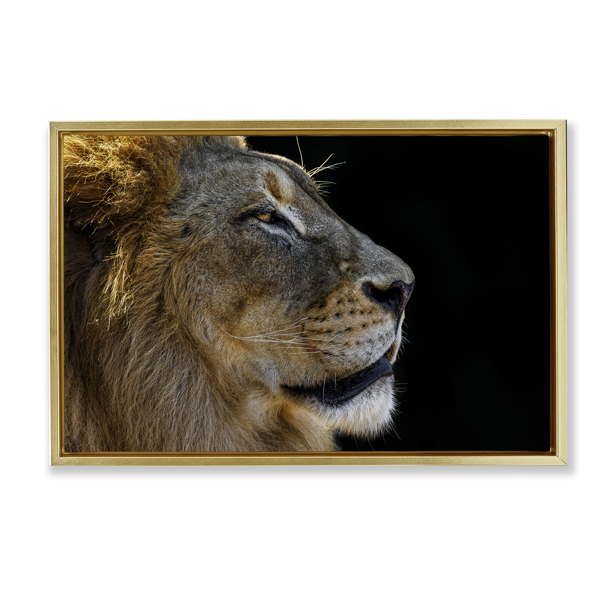 Stupell Industries Fierce Lion Looking Right Animals Photography Gold Floater Framed Canvas Art Print Wall Art, 31 x 21