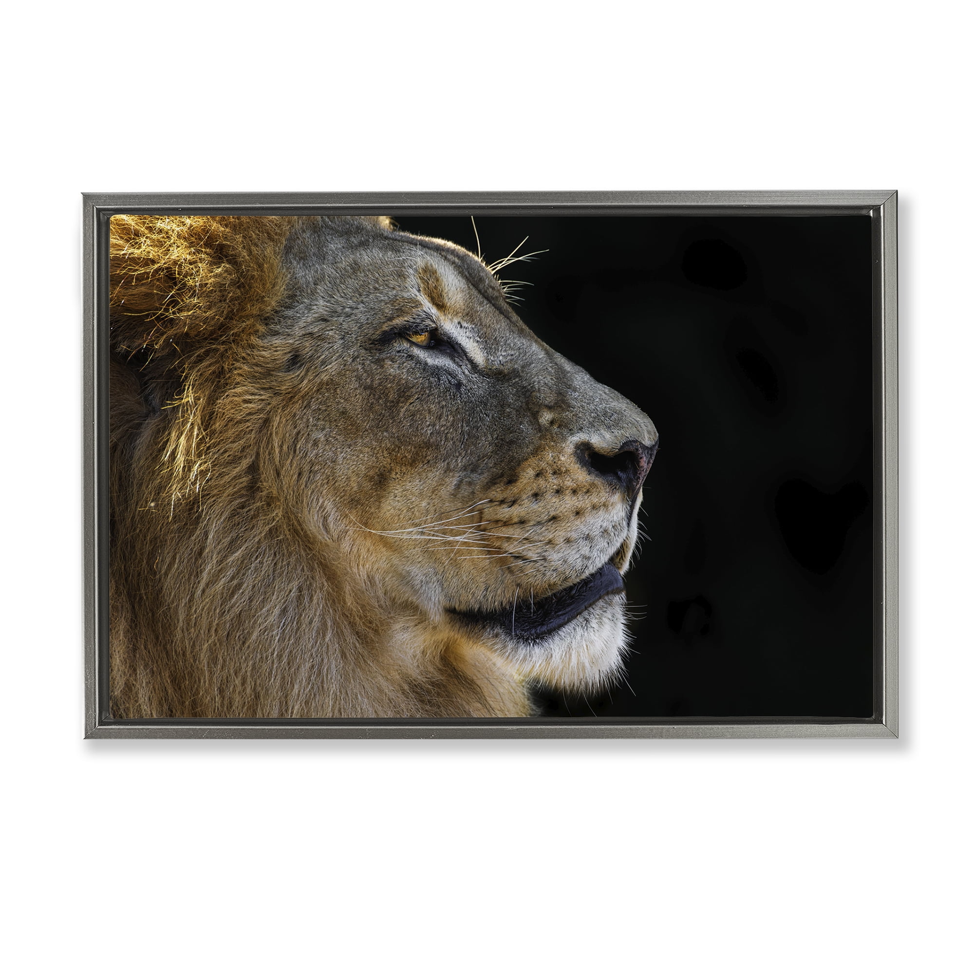 Stupell Industries Fierce Lion Looking Right Animals Photography Gray Floater Framed Canvas Art Print Wall Art, 31 x 21