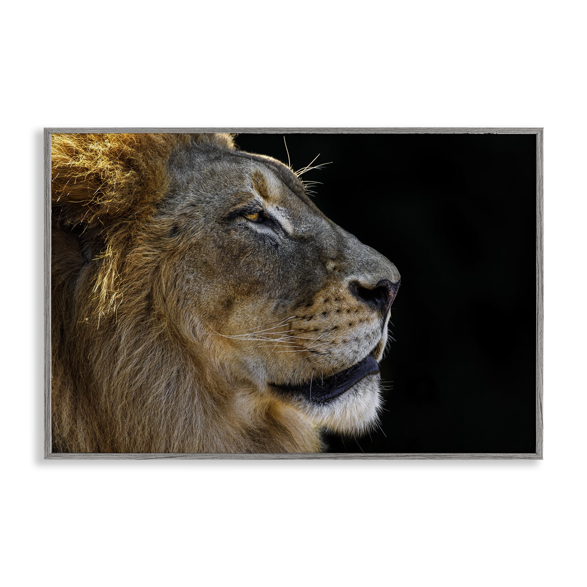 Stupell Industries Fierce Lion Looking Right Animals Photography Gray Framed Art Print Wall Art, 30 x 20