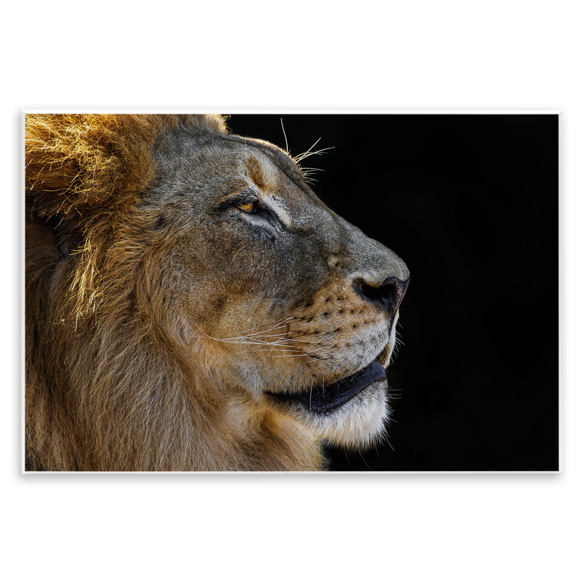 Stupell Industries Fierce Lion Looking Right Animals Photography Unframed Art Print Wall Art, 19 x 13