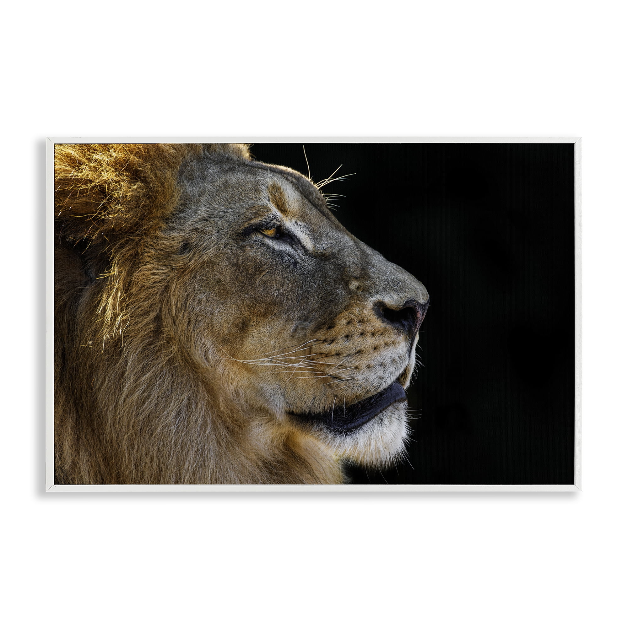 Stupell Industries Fierce Lion Looking Right Animals Photography White Framed Art Print Wall Art, 18 x 12