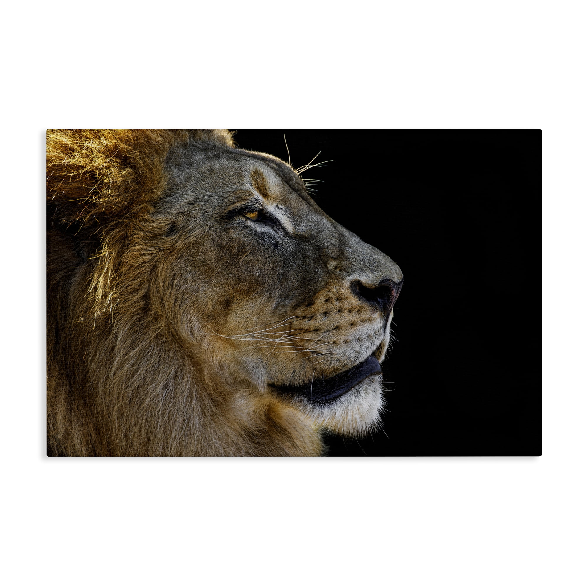 Stupell Industries Fierce Lion Looking Right Animals Photography Wrapped Canvas Art Print Wall Art, 36 x 24