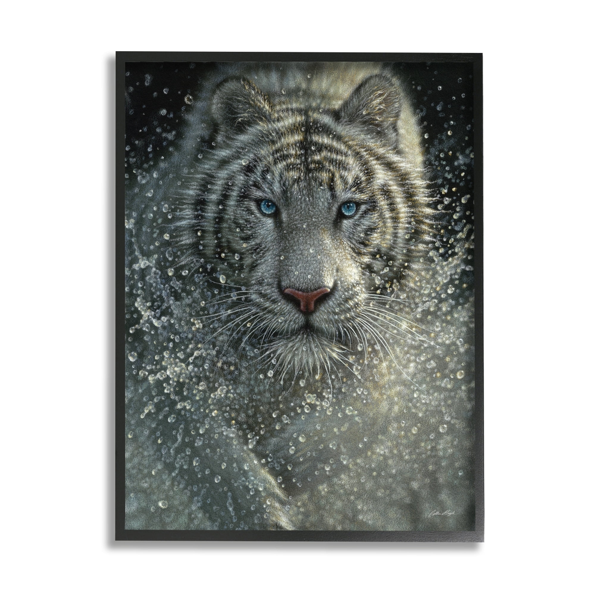 Stupell Industries Fierce White Bengal Tiger Running Water Splashing Portrait , 11 x 14, Design by Collin Bogle