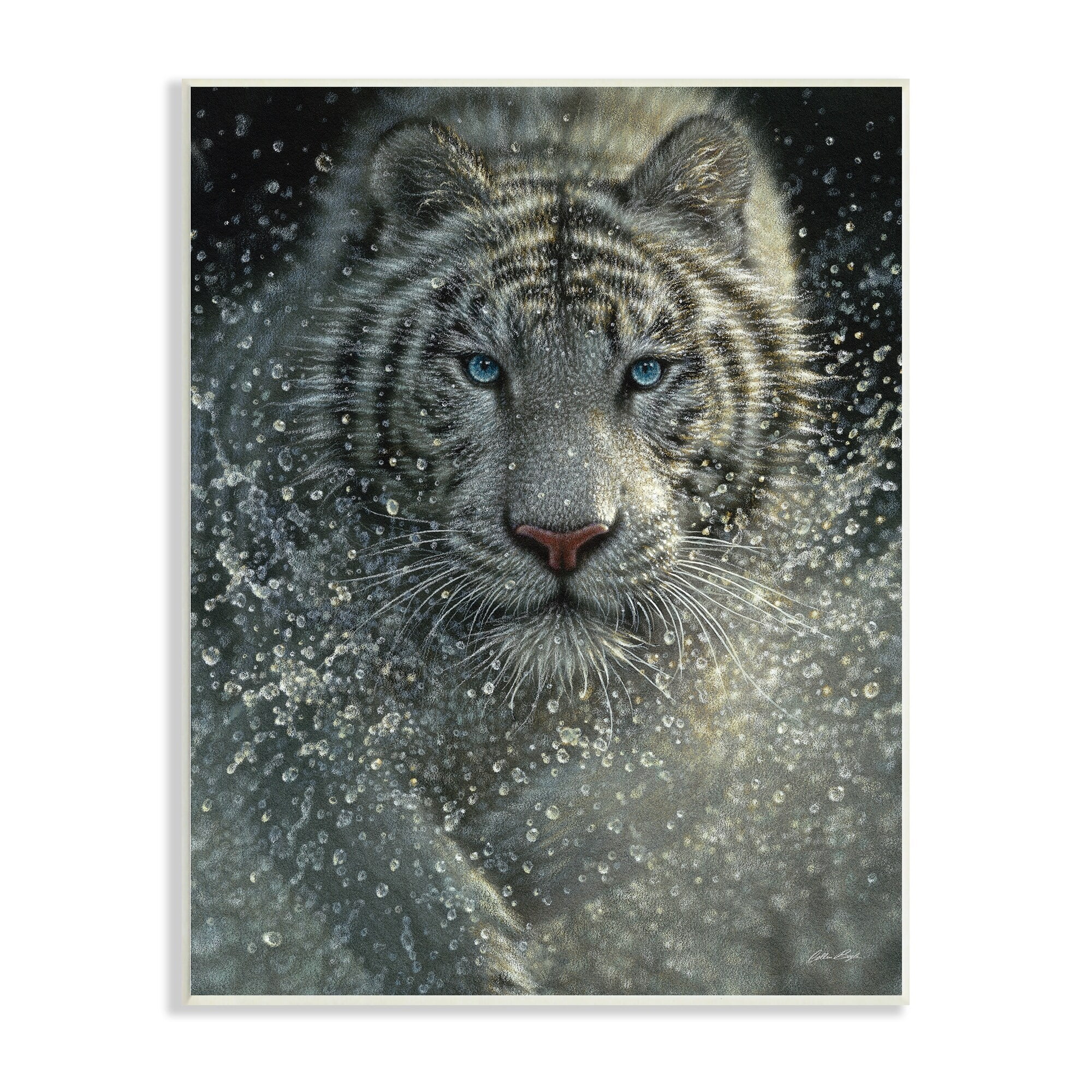 Stupell Industries Fierce White Bengal Tiger Running Water Splashing Portrait , 13 x 19, Design by Collin Bogle