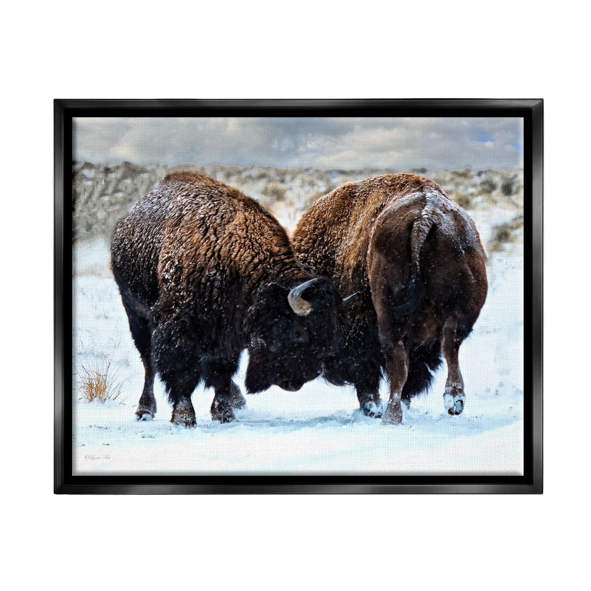 Stupell Industries Fighting Bison Snow Scene Animals & Insects Photography Black Floater Framed Art Print Wall Art, 31 x 25