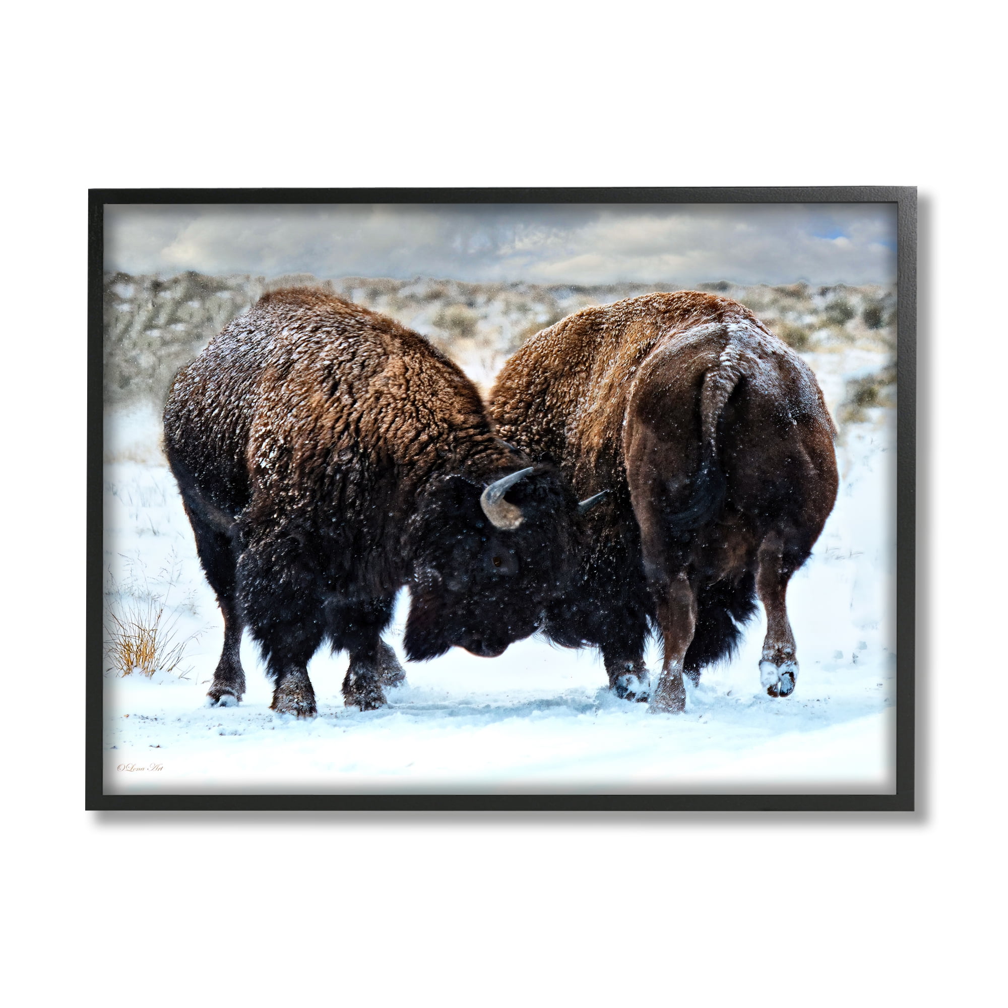 Stupell Industries Fighting Bison Snow Scene Animals & Insects Photography Black Framed Art Print Wall Art, 14 x 11