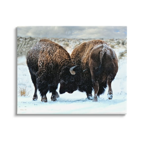 Stupell Industries Fighting Bison Snow Scene Animals & Insects Photography Gallery Wrapped Canvas Print Wall Art, 20 x 16