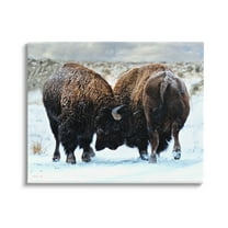 Stupell Industries Fighting Bison Snow Scene Animals & Insects Photography Gallery Wrapped Canvas Print Wall Art, 20 x 16