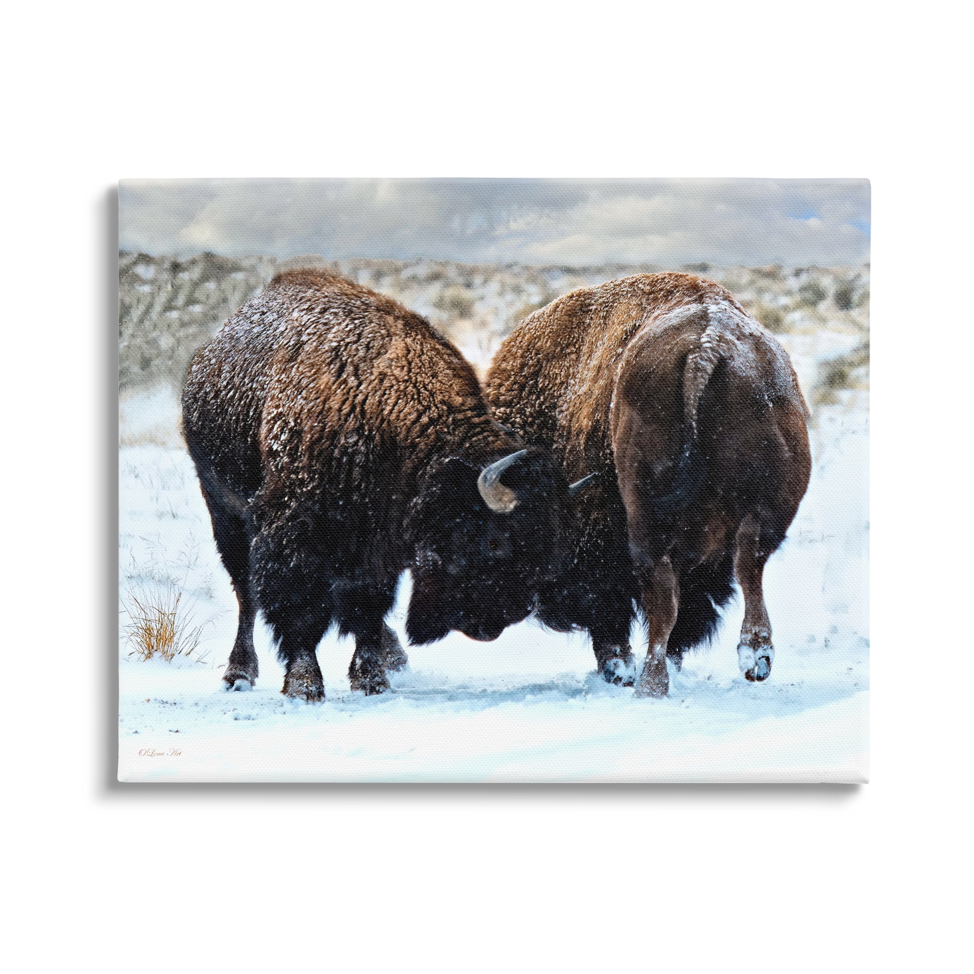 Stupell Industries Fighting Bison Snow Scene Animals & Insects Photography Gallery Wrapped Canvas Print Wall Art, 30 x 24