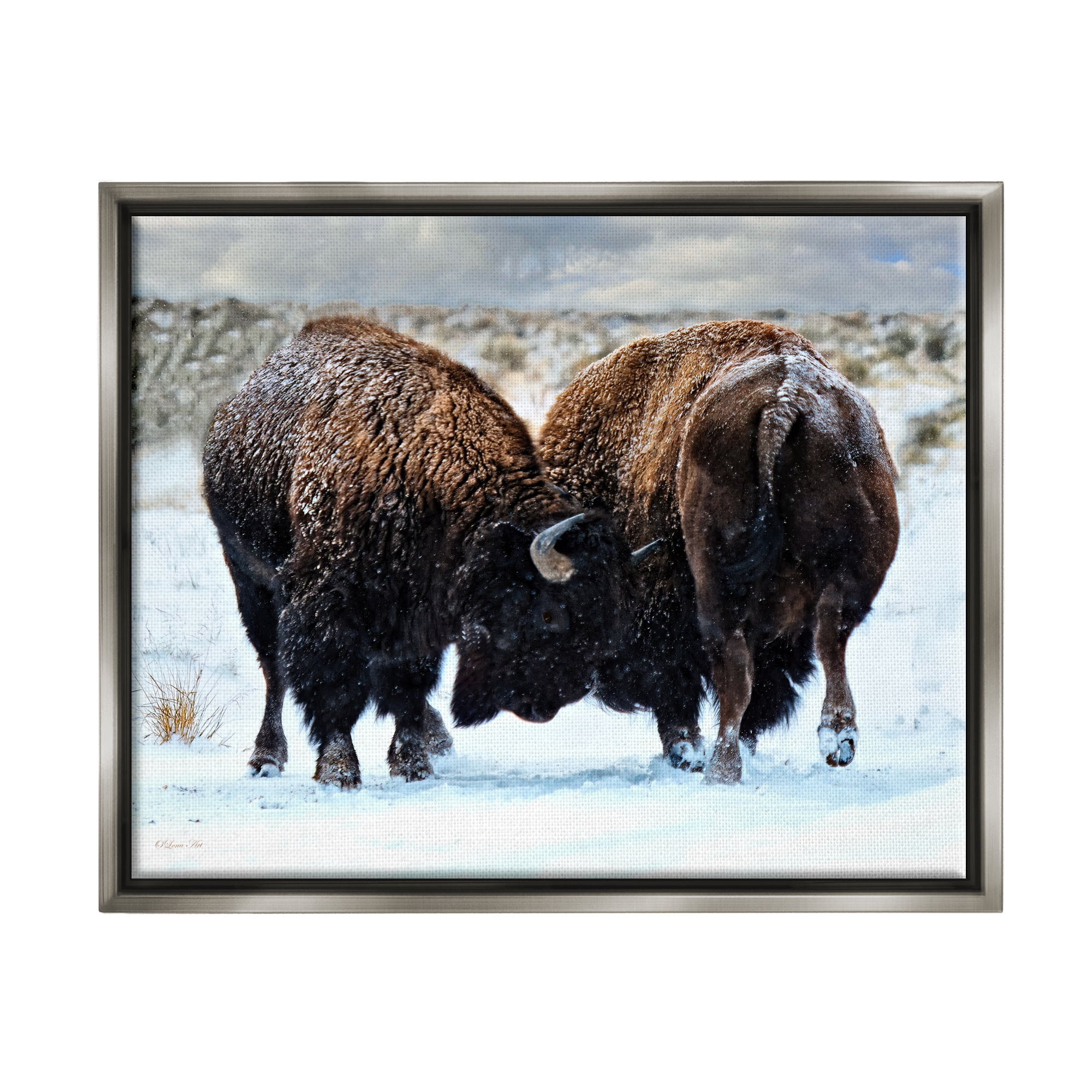 Stupell Industries Fighting Bison Snow Scene Animals & Insects Photography Gray Floater Framed Art Print Wall Art, 31 x 25