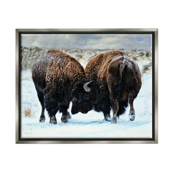 Stupell Industries Fighting Bison Snow Scene Animals & Insects Photography Gray Floater Framed Art Print Wall Art, 31 x 25