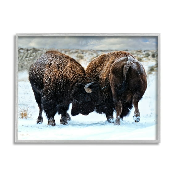 Stupell Industries Fighting Bison Snow Scene Animals & Insects Photography Gray Framed Art Print Wall Art, 30 x 24