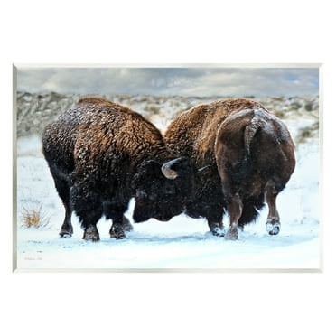 Stupell Industries Fighting Bison Snow Scene Animals & Insects Photography Unframed Art Print Wall Art, 15 x 10