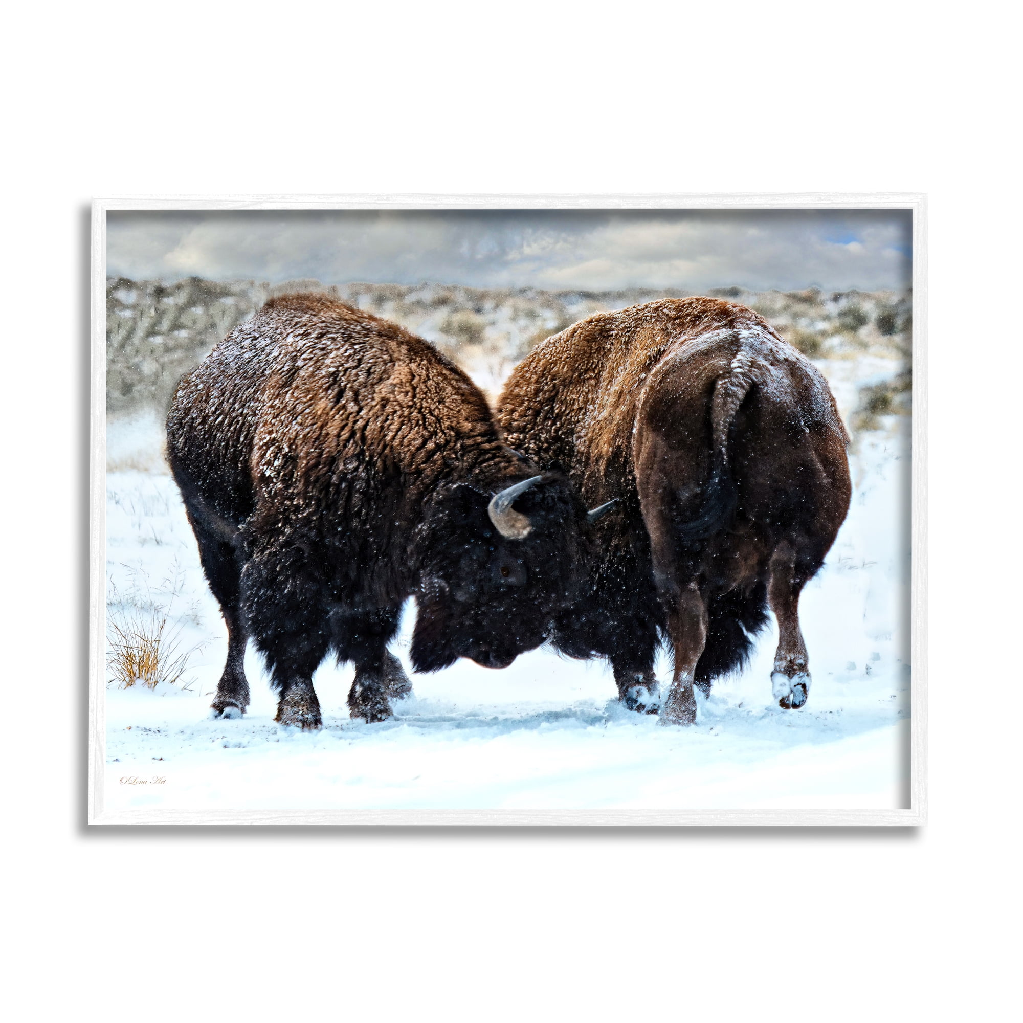 Stupell Industries Fighting Bison Snow Scene Animals & Insects Photography White Framed Art Print Wall Art, 14 x 11