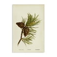 thumbnail image 1 of Stupell Industries Cottage Fir Tree Cones Canvas Art, 24 x 36, by Tina Higgins Designs Inc., 1 of 8