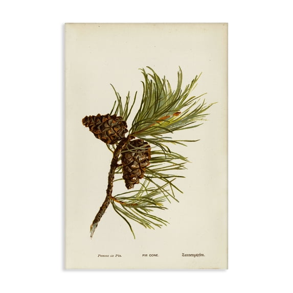 Stupell Industries Cottage Fir Tree Cones Canvas Art, 24 x 36, by Tina Higgins Designs Inc.