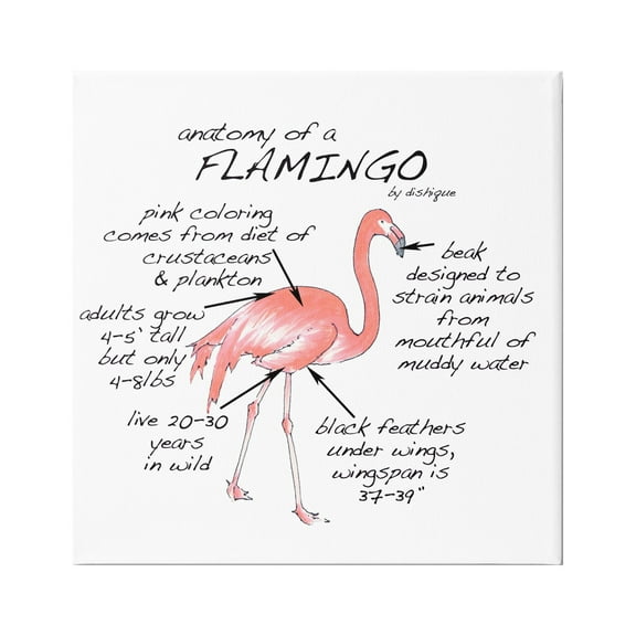 Stupell Industries Flamingo Bird Facts Chart Educational Wildlife Animals Graphic Art Gallery Wrapped Canvas Print Wall Art, Design by Dishique