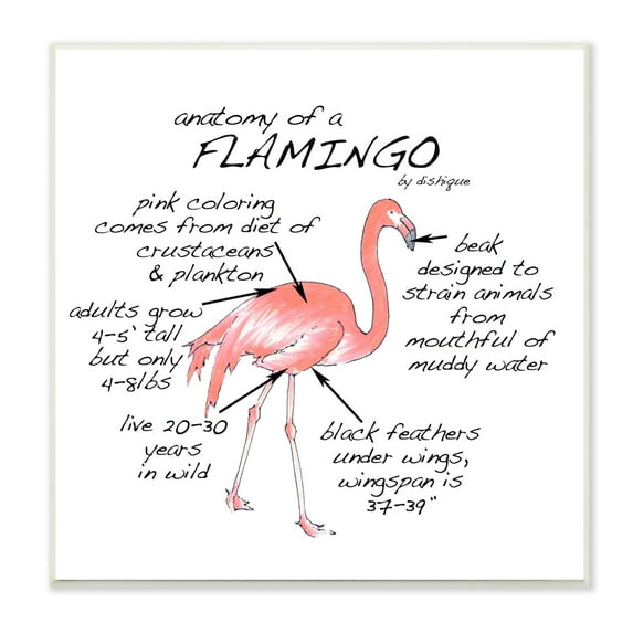 Stupell Industries Flamingo Bird Facts Chart Educational Wildlife Animals Graphic Art Unframed Art Print Wall Art, Design by Dishique