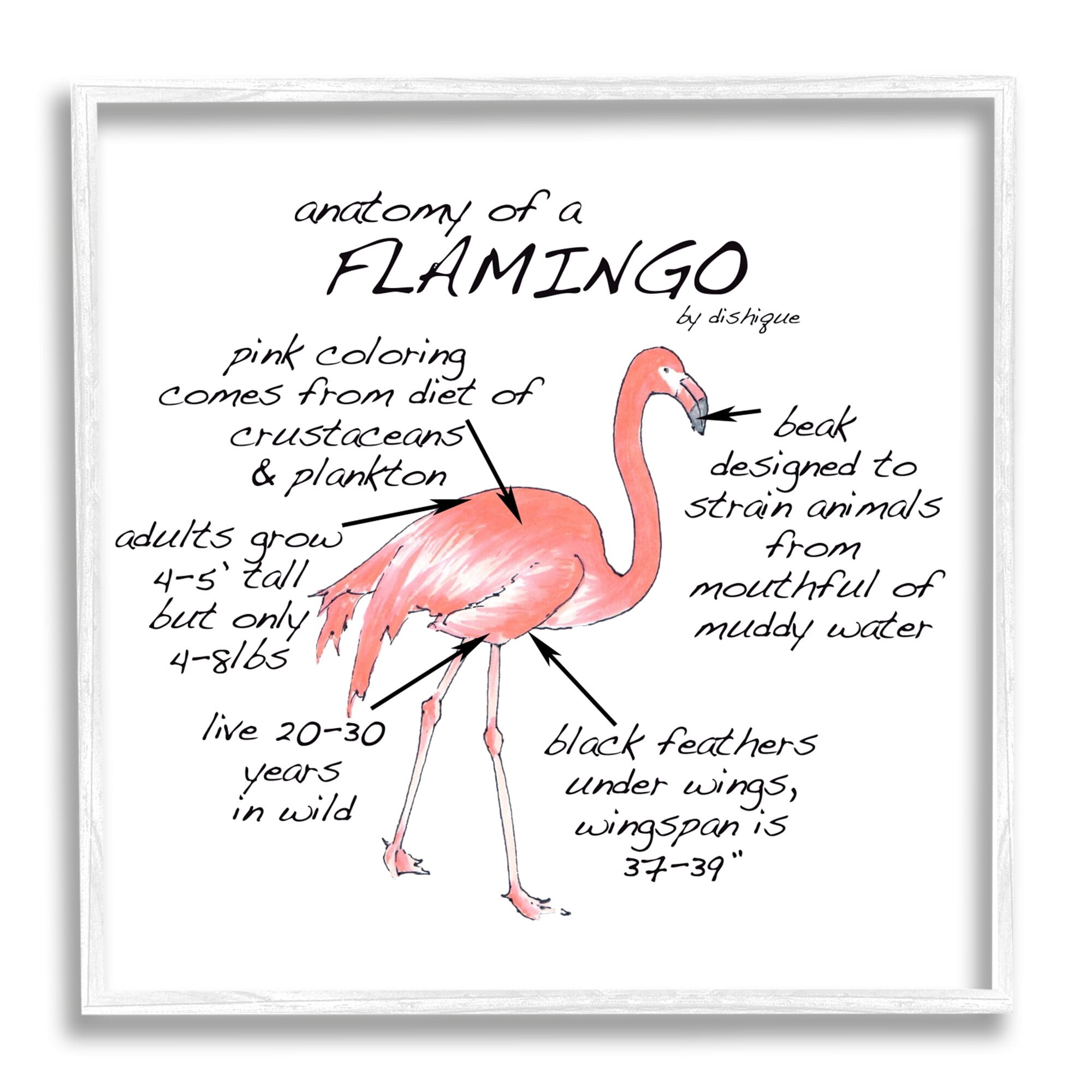 Stupell Industries Flamingo Bird Facts Chart Educational Wildlife Animals Graphic Art White Framed Art Print Wall Art, Design by Dishique