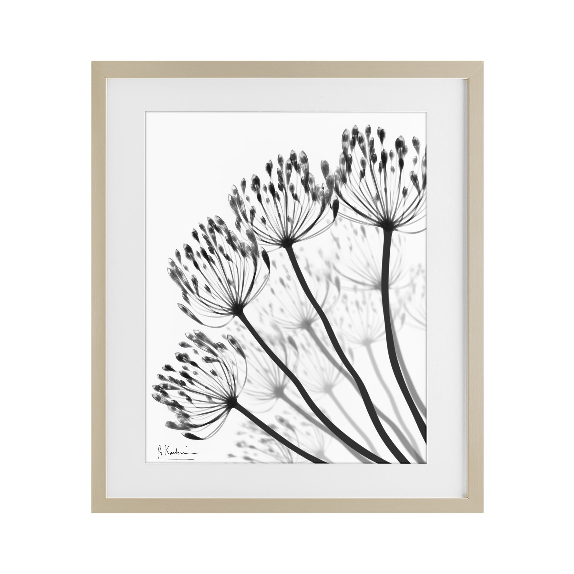 Stupell Industries Floral Fan Dandelions Birch Framed Print Under Glass, design by Albert Koetsier