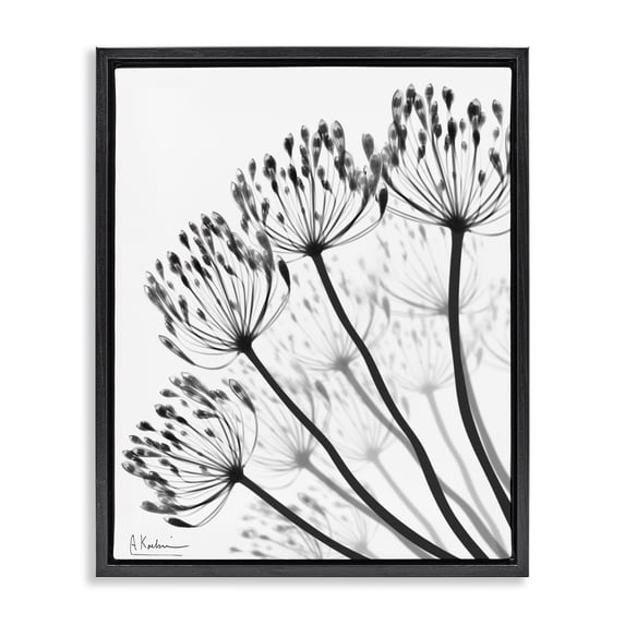 Stupell Industries Contemporary Floral Fan Dandelions Black Floating Frame Canvas Art, 17 x 21, by Albert Koetsier