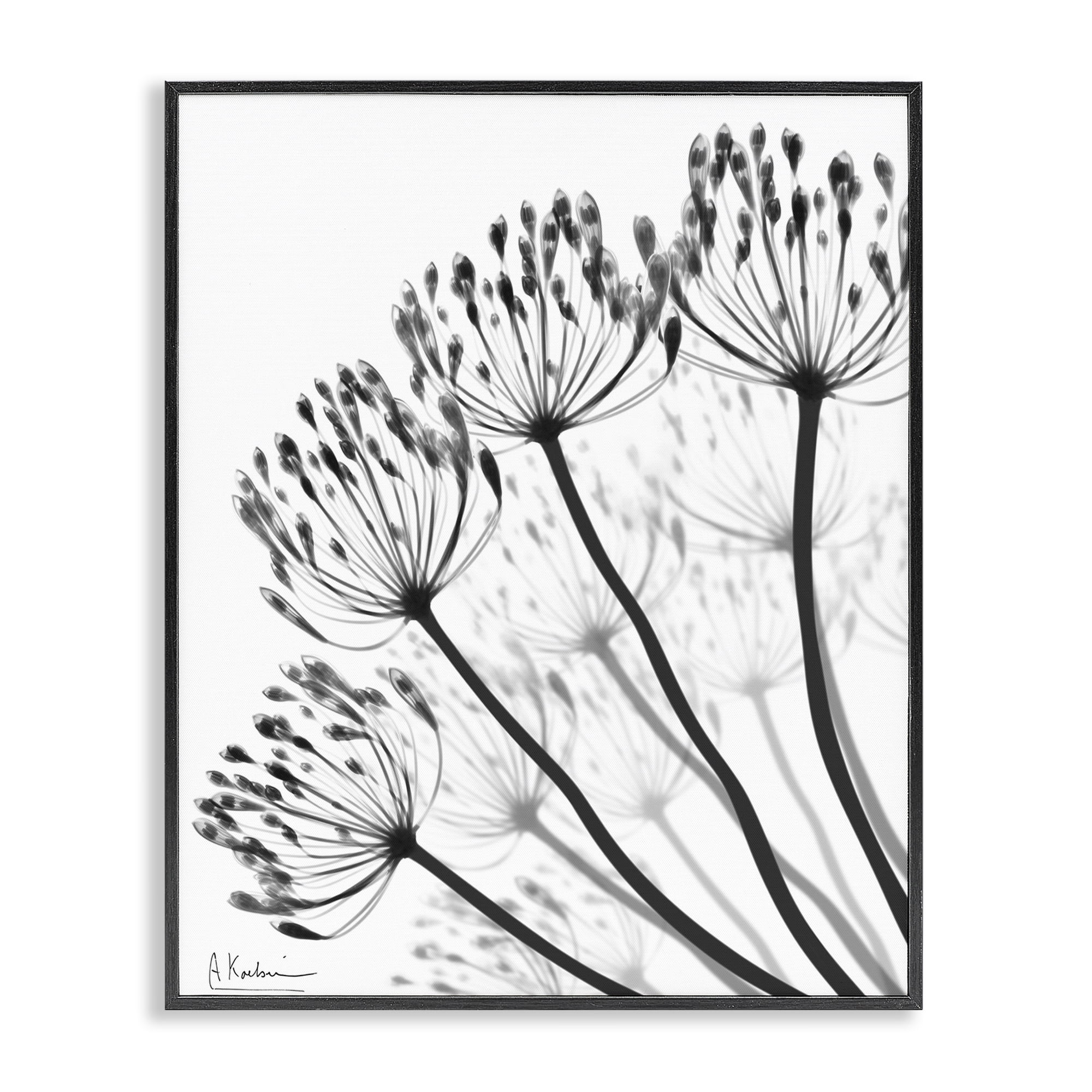 Stupell Industries Floral Fan Dandelions Black Framed Giclee Art ...
