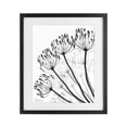thumbnail image 1 of Stupell Industries Contemporary Floral Fan Dandelions Black Framed Print Under Glass, 13 x 16, by Albert Koetsier, 1 of 8