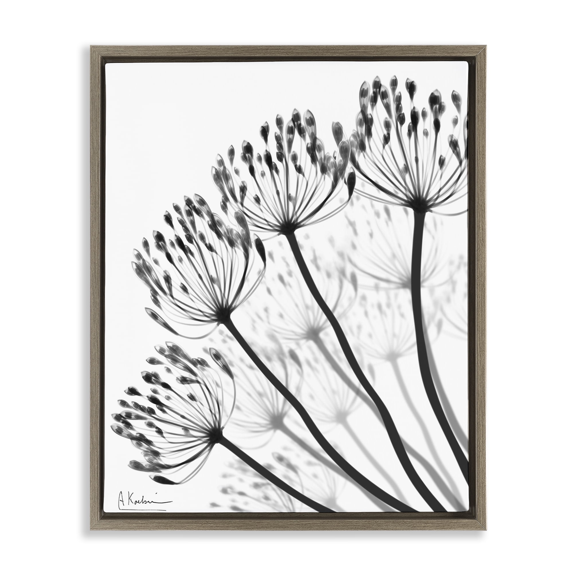 Stupell Industries Floral Fan Dandelions Brown Framed Floater Canvas Wall Art, design by Albert Koetsier