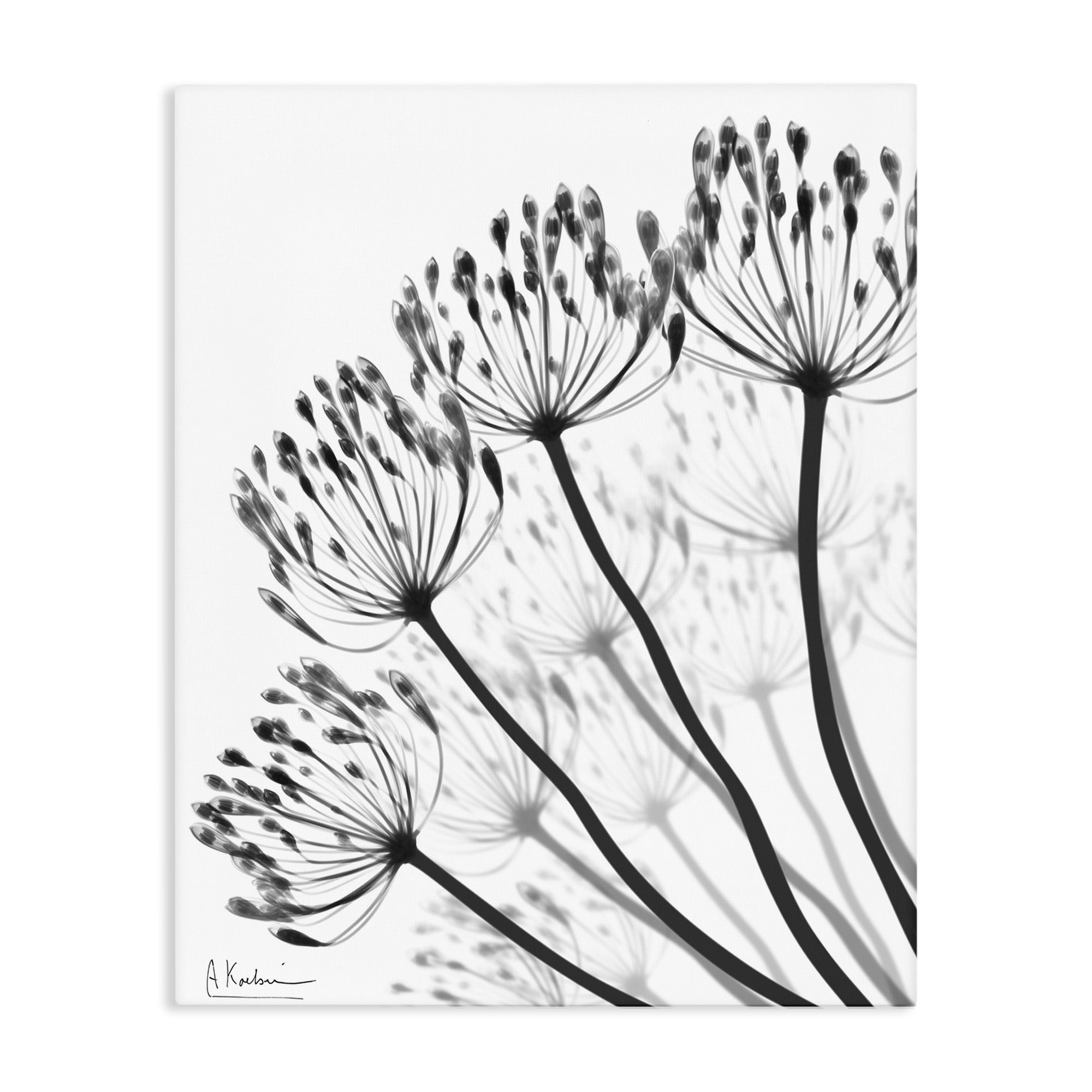 Stupell Industries Floral Fan Dandelions Canvas Wall Art, design by Albert Koetsier