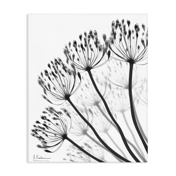 Stupell Industries Contemporary Floral Fan Dandelions Canvas Art, 16 x 20, by Albert Koetsier