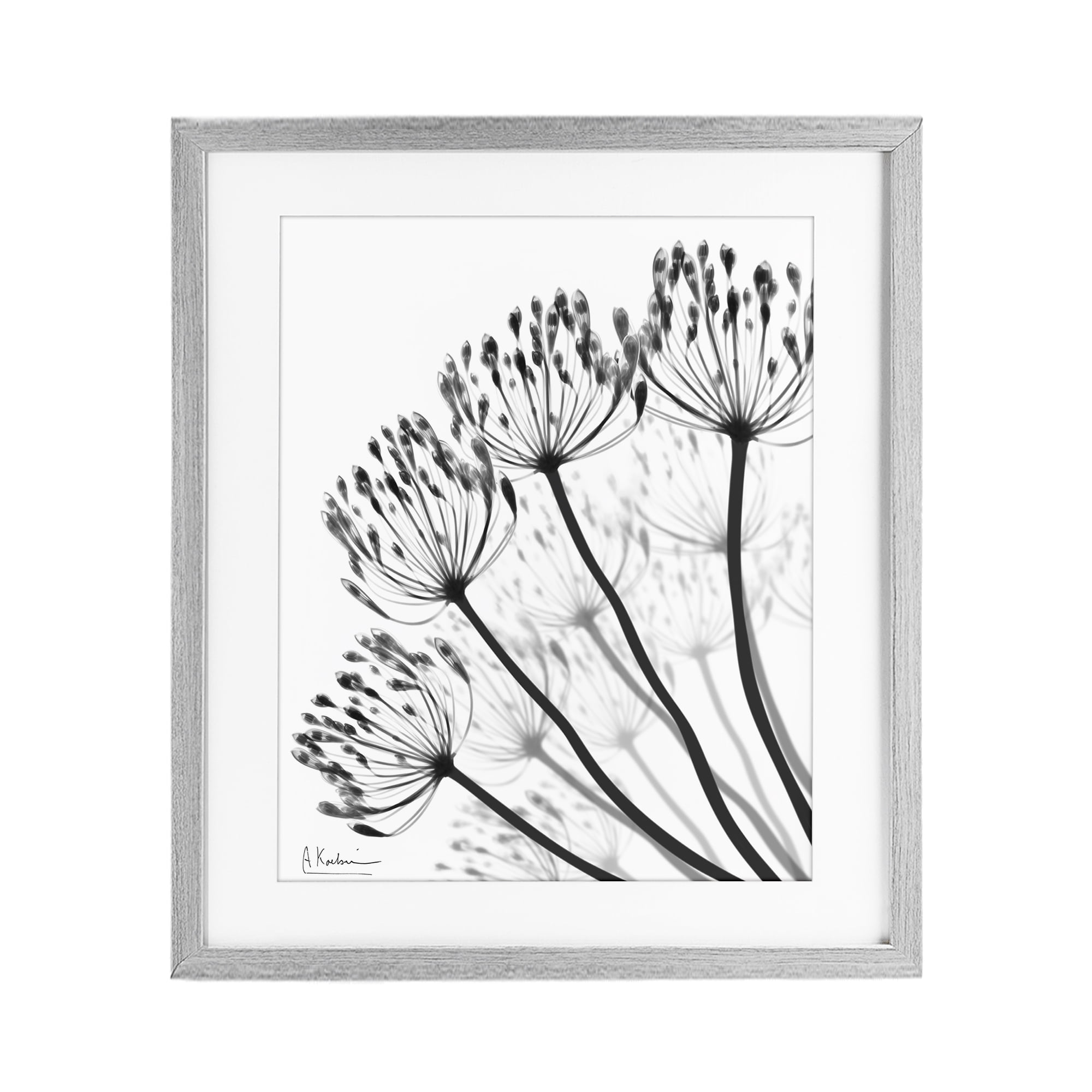 Stupell Industries Floral Fan Dandelions Gray Framed Print Under Glass, design by Albert Koetsier
