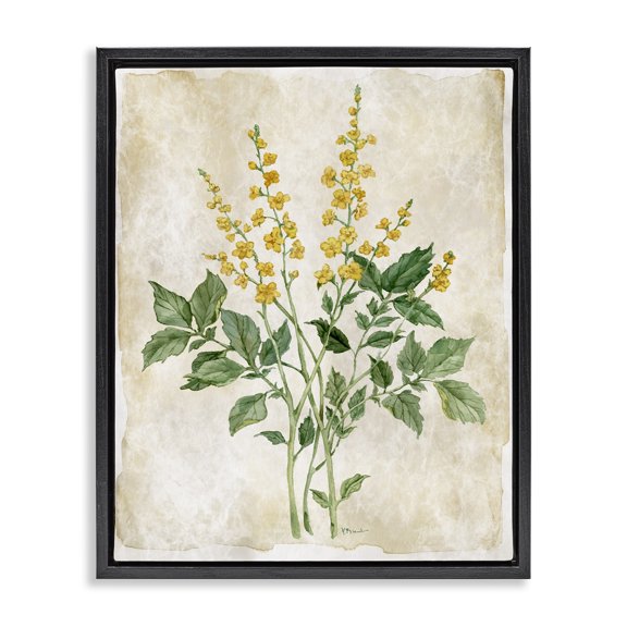 Stupell Industries Floral Journal Page Black Framed Floater Canvas Wall Art design by Paul Brent, 21 x 17