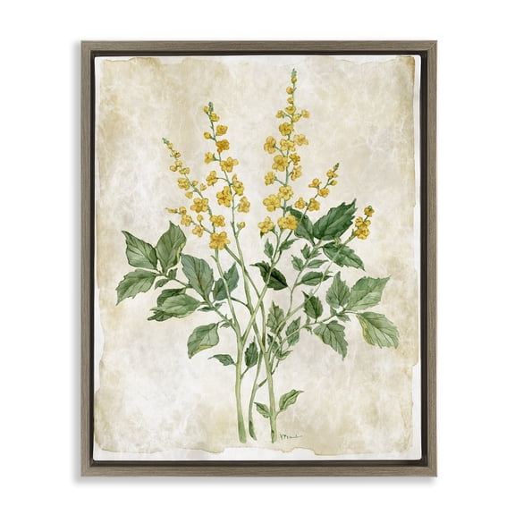 Stupell Industries Floral Journal Page Brown Framed Floater Canvas Wall Art design by Paul Brent, 31 x 25