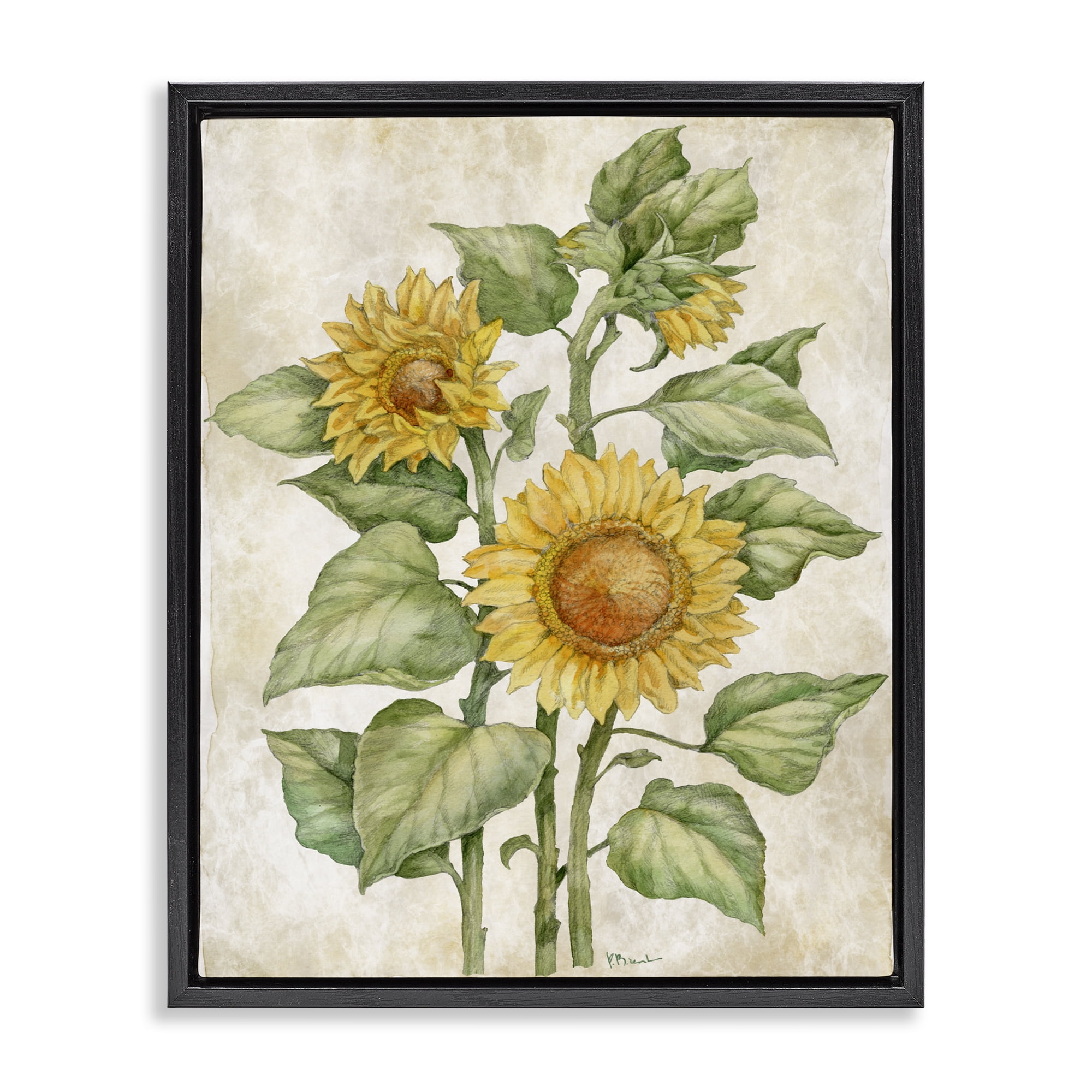 Stupell Industries Floral Journal Sunflower Black Framed Floater Canvas Wall Art, design by Paul Brent