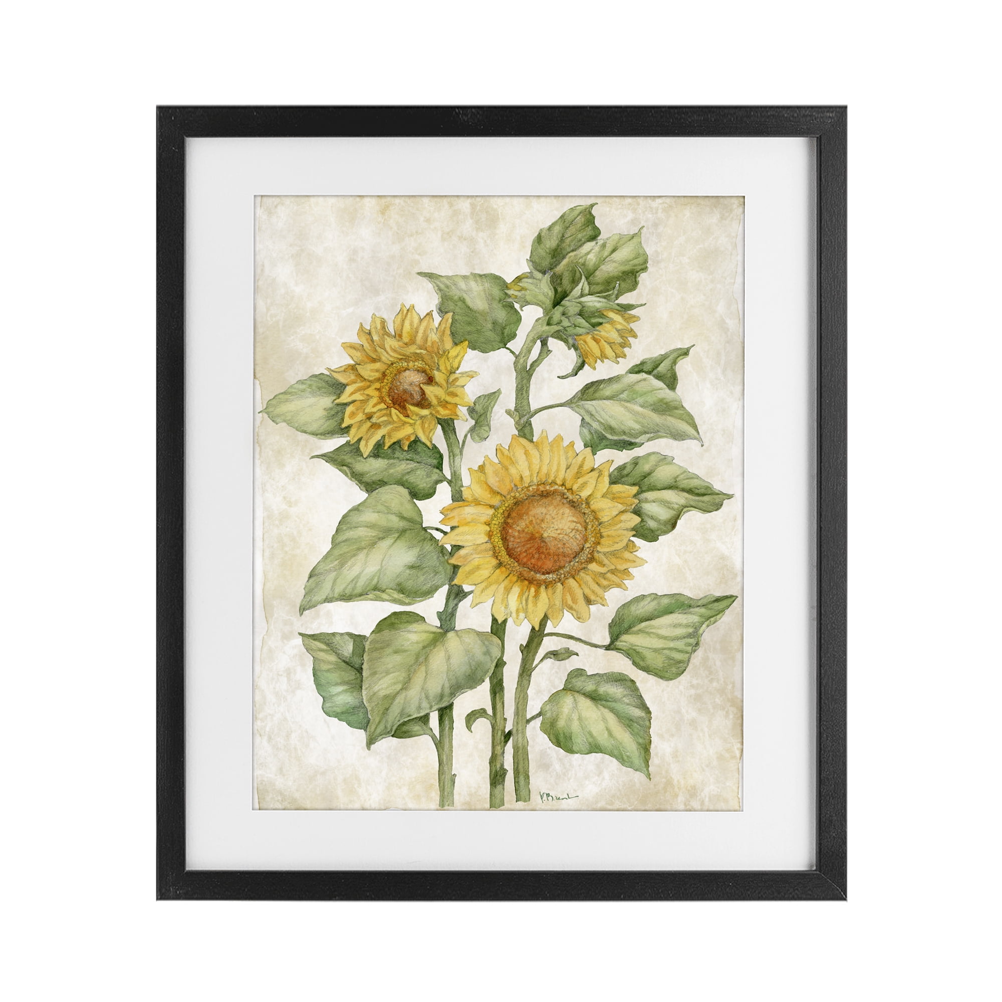 Stupell Industries Floral Journal Sunflower Black Framed Print Under Glass, design by Paul Brent