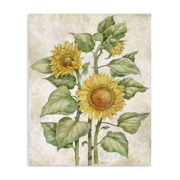 Stupell Industries Cottage Floral Journal Sunflower Canvas Art, 30 x 40, by Paul Brent