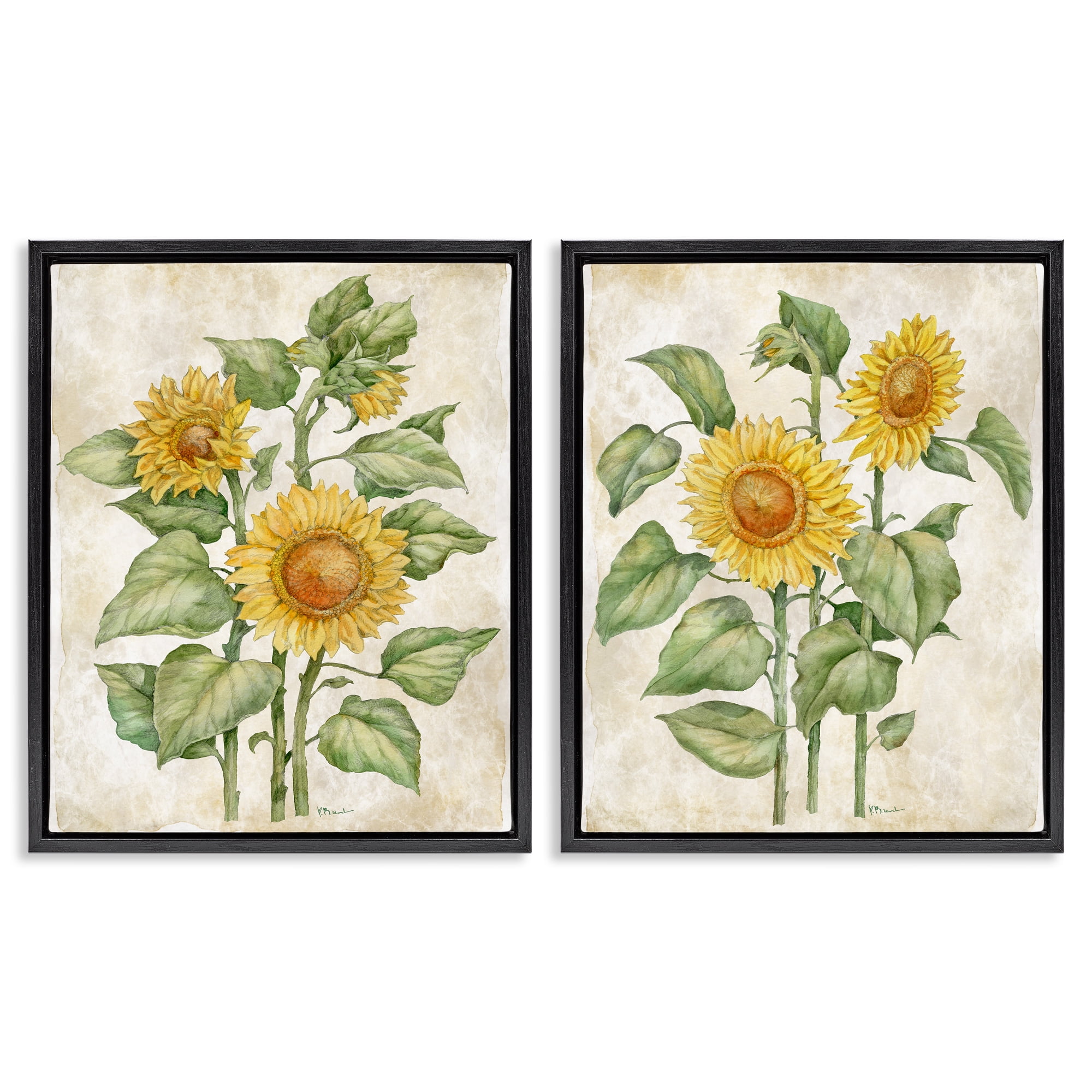 Stupell Industries Floral Journal Sunflower Studies 2 Piece Black Framed Floater Canvas Set, design by Paul Brent
