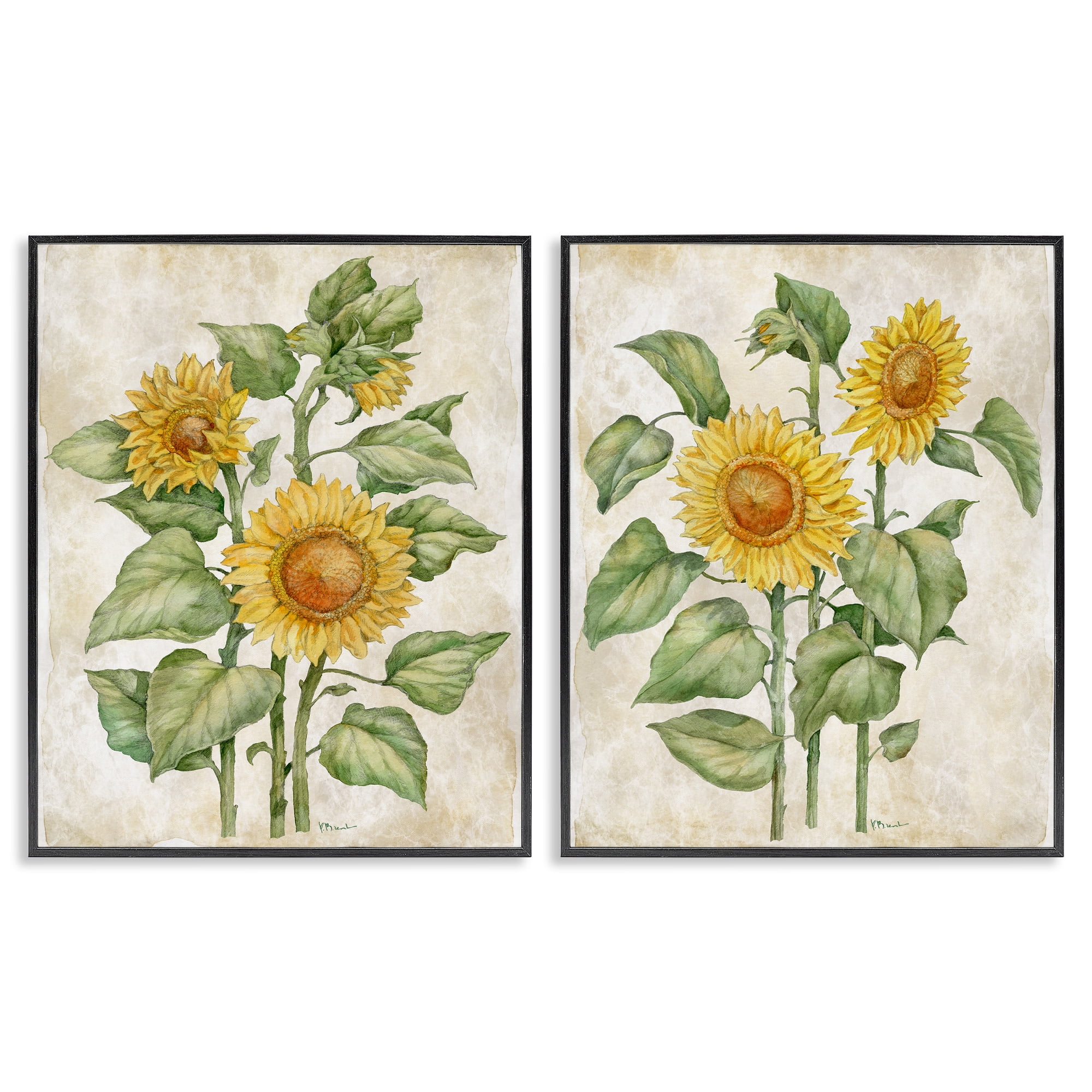 Stupell Industries Floral Journal Sunflower Studies 2 Piece Black Framed Giclee Art Set, design by Paul Brent