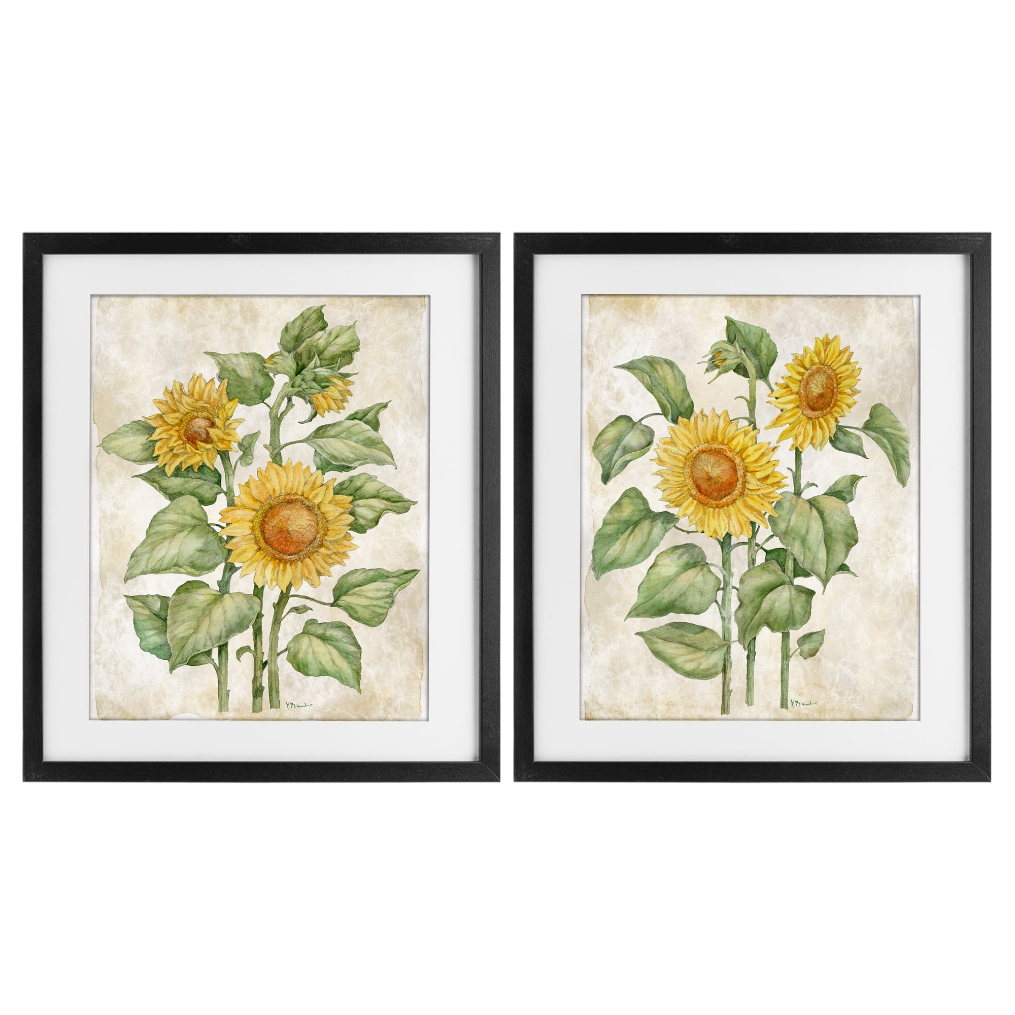 Stupell Industries Floral Journal Sunflower Studies 2 Piece Black Framed Print Under Glass Set, design by Paul Brent