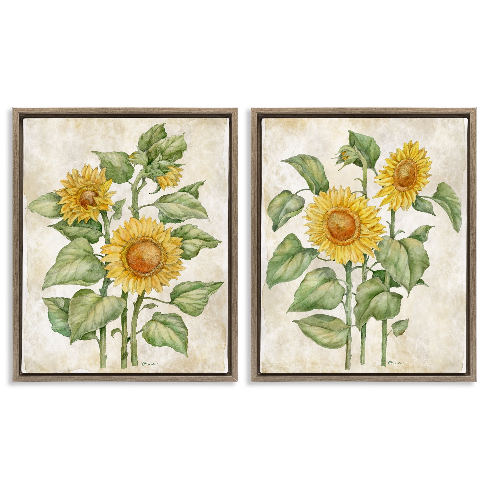 Stupell Industries Floral Journal Sunflower Studies 2 Piece Brown Framed Floater Canvas Set, design by Paul Brent