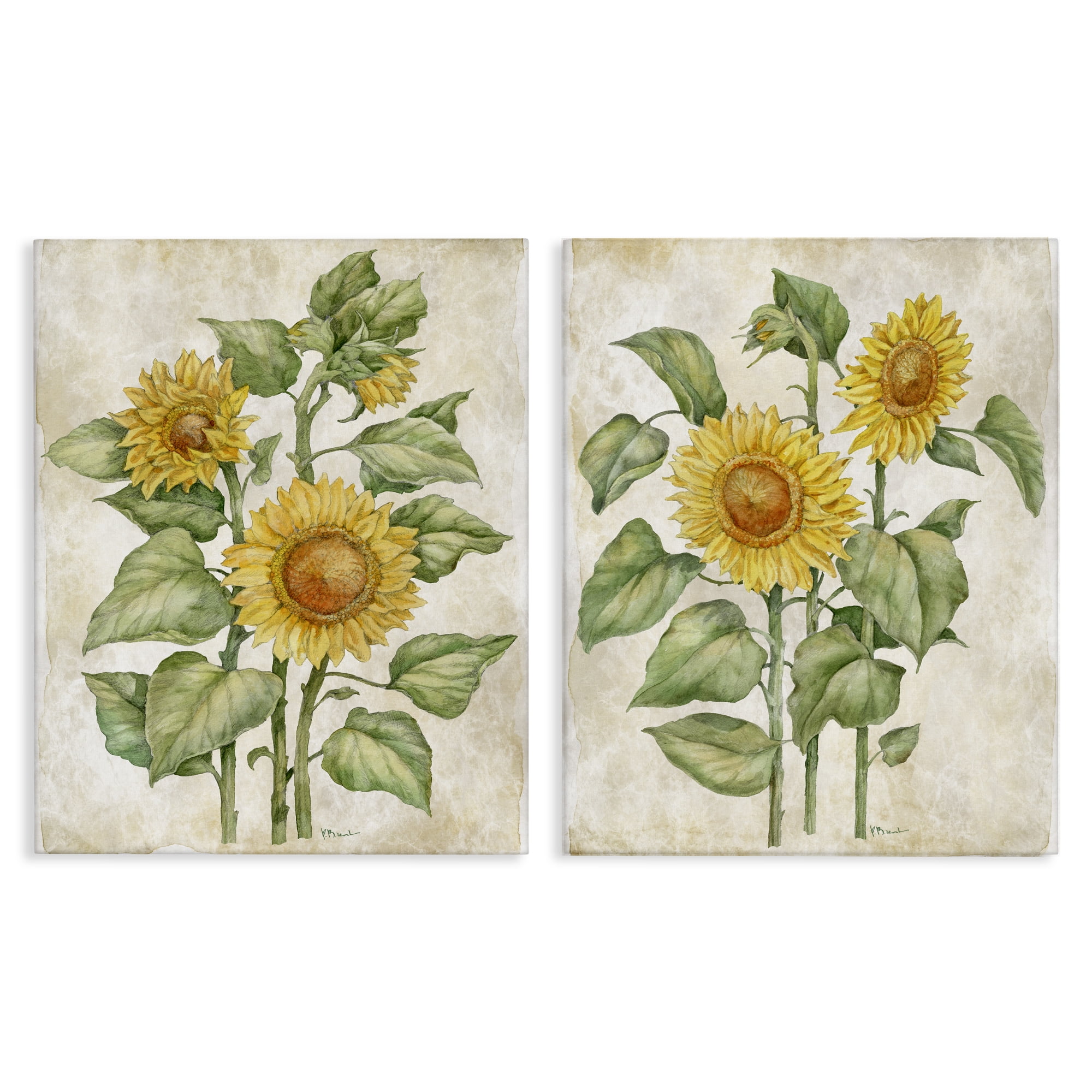 Stupell Industries Floral Journal Sunflower Studies 2 Piece Canvas Wall Art Set, design by Paul Brent