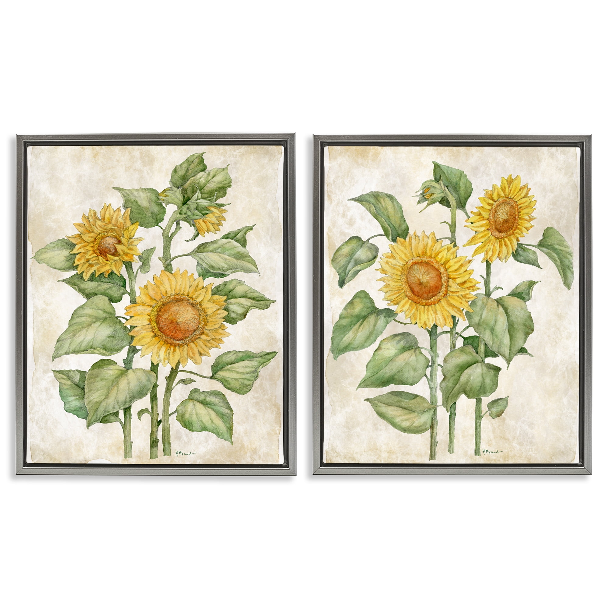 Stupell Industries Floral Journal Sunflower Studies 2 Piece Gray Framed Floater Canvas Set, design by Paul Brent
